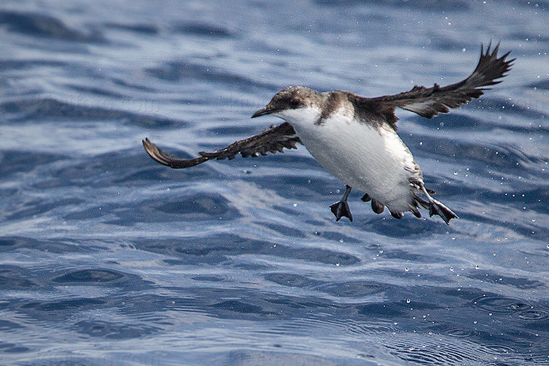 Craveri's Murrelet Image @ Kiwifoto.com