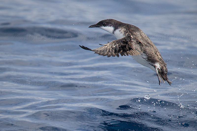 Craveri's Murrelet Image @ Kiwifoto.com