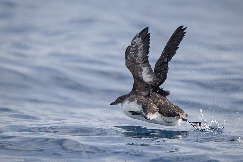 Craveri's Murrelet Image @ Kiwifoto.com