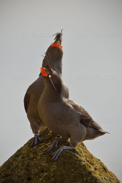 Crested Auklet Image @ Kiwifoto.com