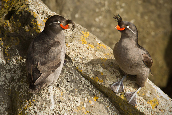 Crested Auklet Picture @ Kiwifoto.com