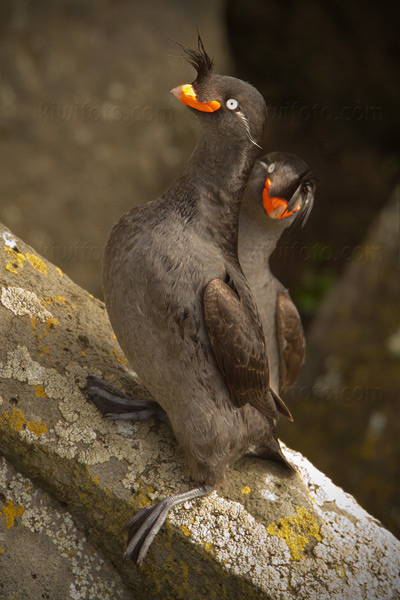 Crested Auklet Image @ Kiwifoto.com