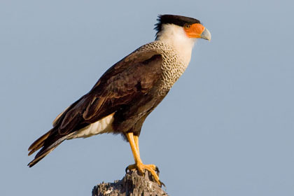 Crested Caracara