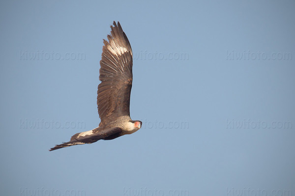 Crested Caracara Photo @ Kiwifoto.com