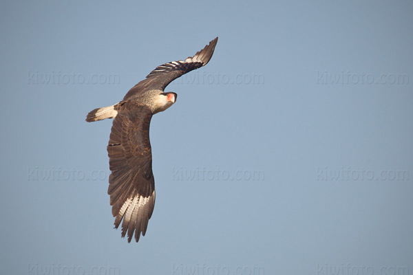 Crested Caracara