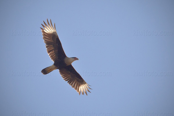 Crested Caracara Photo @ Kiwifoto.com