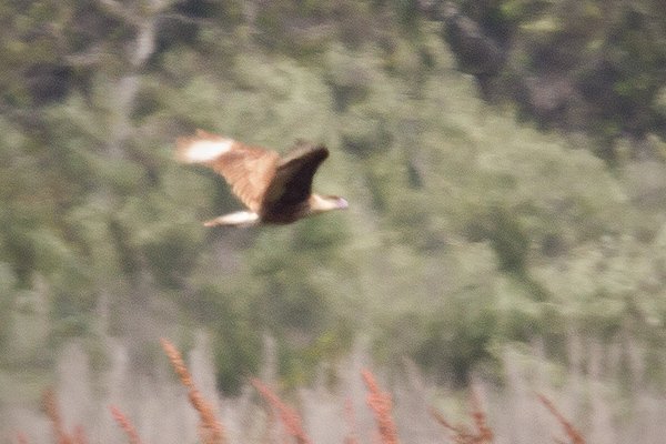 Crested Caracara Image @ Kiwifoto.com