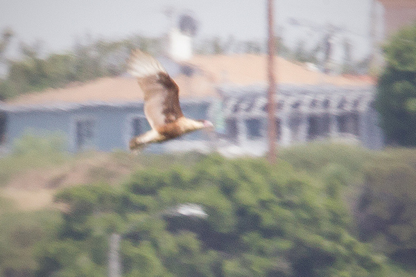 Crested Caracara Image @ Kiwifoto.com