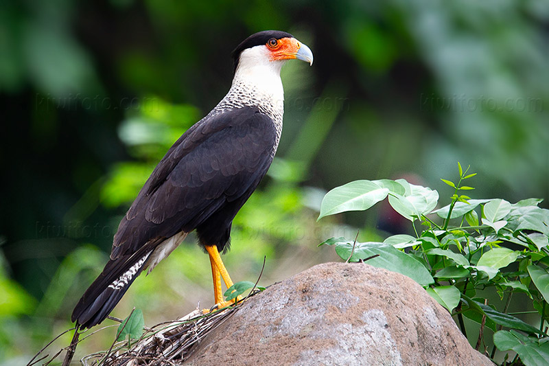 Crested Caracara @ Los Chorros, SuchitepƩquez, Guatemala Crested Caracara @ Los Chorros, SuchitepƩquez, Guatemala