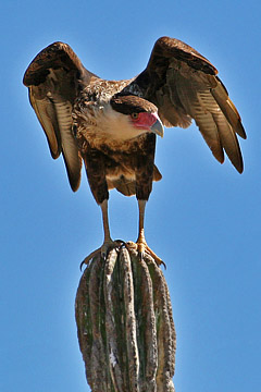 Crested Caracara Picture @ Kiwifoto.com