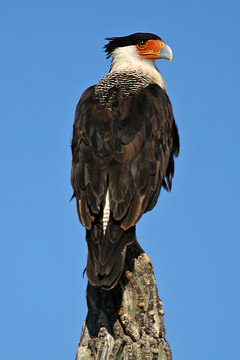 Crested Caracara Picture @ Kiwifoto.com