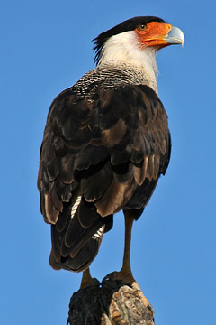 Crested Caracara Photo @ Kiwifoto.com