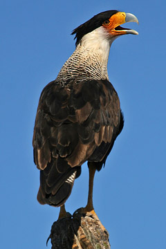 Crested Caracara Picture @ Kiwifoto.com