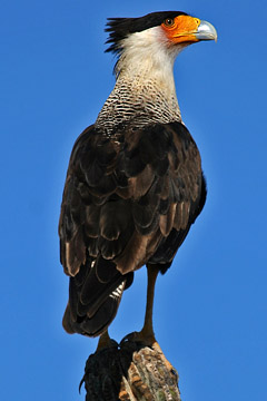 Crested Caracara Image @ Kiwifoto.com