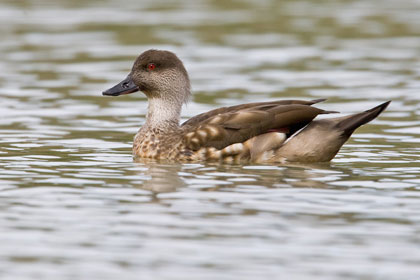 Crested Duck Photo @ Kiwifoto.com