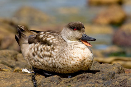 Crested Duck