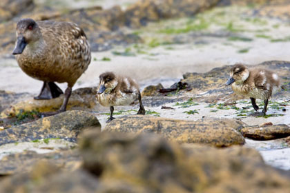 Crested Duck Picture @ Kiwifoto.com