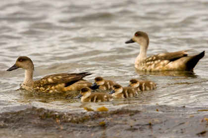 Crested Duck Image @ Kiwifoto.com