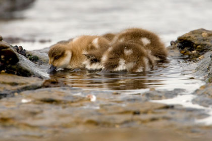 Crested Duck Photo @ Kiwifoto.com