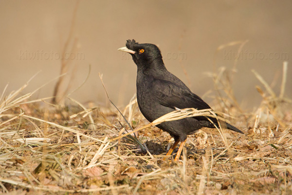 Crested Myna Photo @ Kiwifoto.com