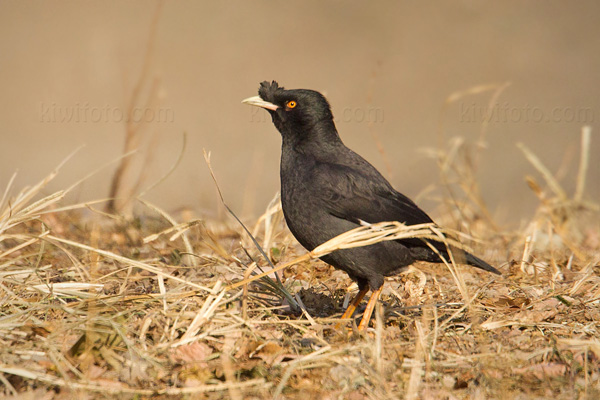 Crested Myna