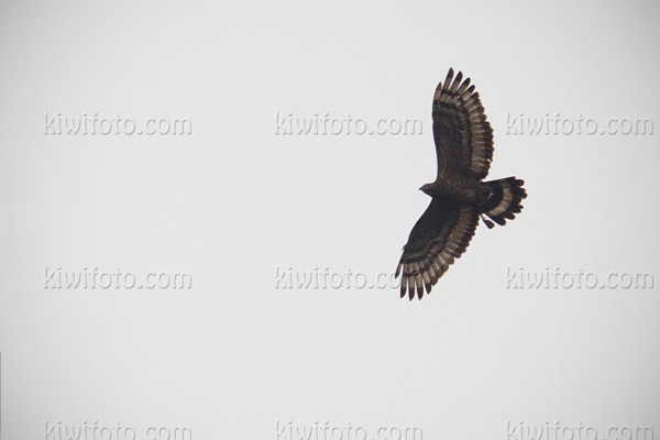 Crested Serpent-eagle