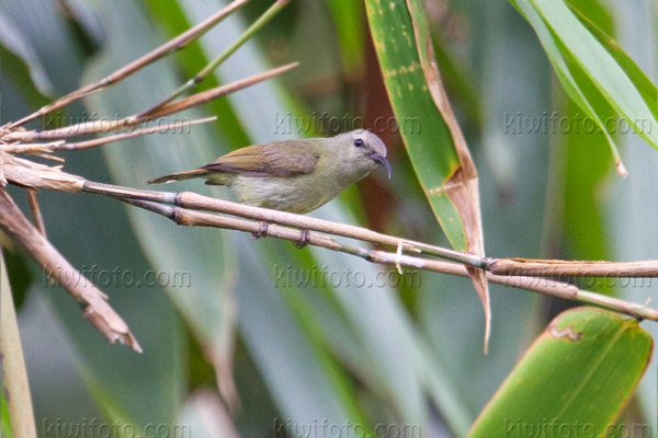 Crimson Sunbird