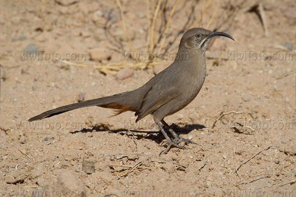 Crissal Thrasher