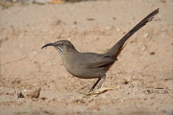 Crissal Thrasher Image @ Kiwifoto.com