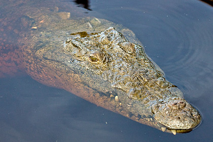 Crocodile Image @ Kiwifoto.com