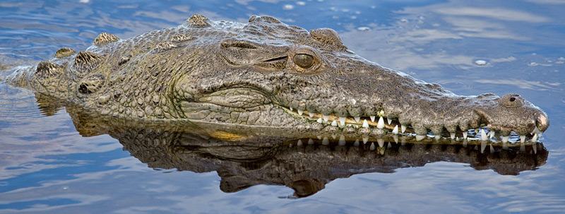 Crocodile Image @ Kiwifoto.com