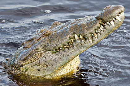 Crocodile Picture @ Kiwifoto.com