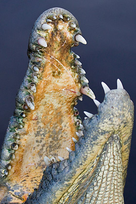 Crocodile Photo @ Kiwifoto.com