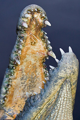 Crocodile Image @ Kiwifoto.com