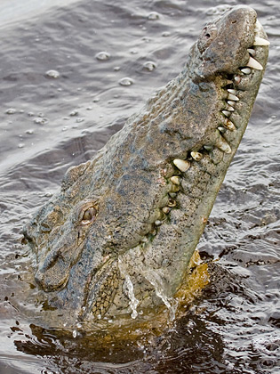 Crocodile Picture @ Kiwifoto.com