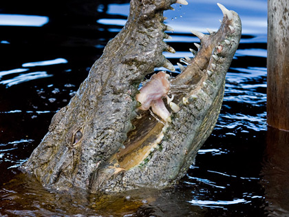 Crocodile Image @ Kiwifoto.com