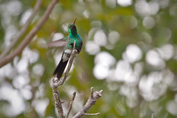 Cuban Emerald Image @ Kiwifoto.com