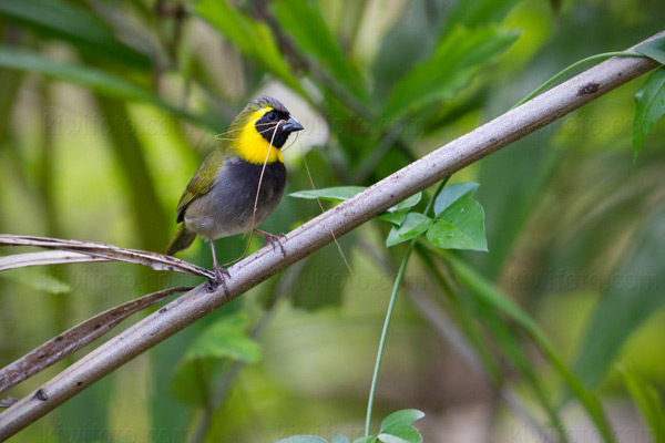 Cuban Grassquit Picture @ Kiwifoto.com