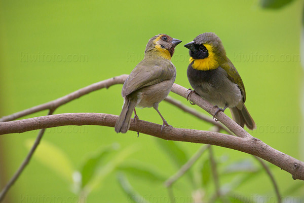 Cuban Grassquit Image @ Kiwifoto.com