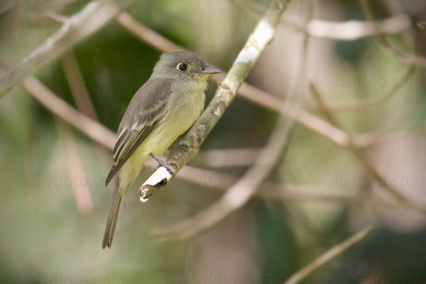 Cuban Pewee Photo @ Kiwifoto.com