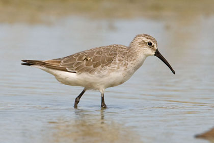 Curlew Sandpiper