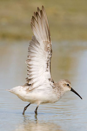 Curlew Sandpiper Photo @ Kiwifoto.com