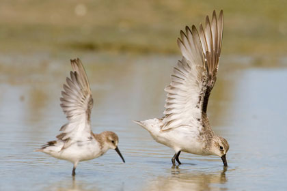 Curlew Sandpiper Image @ Kiwifoto.com