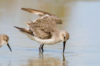 Curlew Sandpiper Image @ Kiwifoto.com