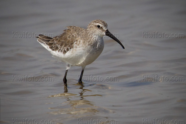 Curlew Sandpiper Photo @ Kiwifoto.com