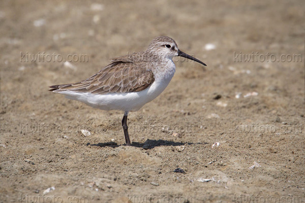 Curlew Sandpiper Photo @ Kiwifoto.com