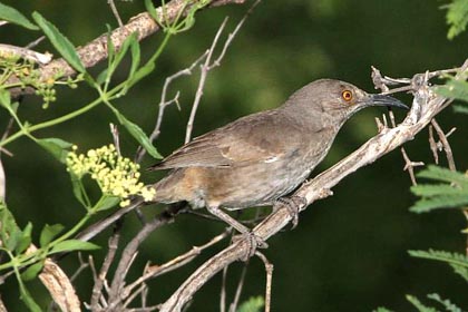 Curve-billed Thrasher Picture @ Kiwifoto.com