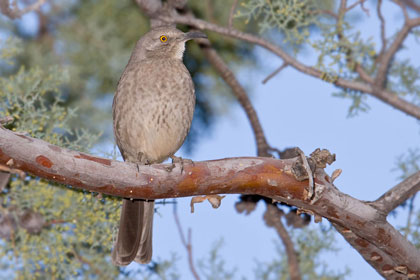 Curve-billed Thrasher Photo @ Kiwifoto.com