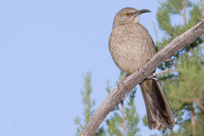 Curve-billed Thrasher Image @ Kiwifoto.com