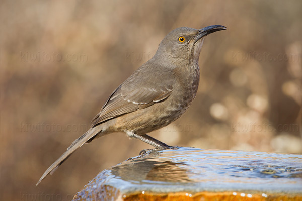 Curve-billed Thrasher